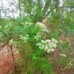 Cassinia (genus) at Kangaroo Valley, NSW - 13 Nov 2018 03:41 PM