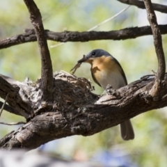 Myiagra rubecula (Leaden Flycatcher) at Michelago, NSW - 30 Nov 2014 by Illilanga