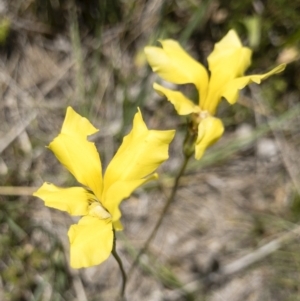 Goodenia paradoxa at Michelago, NSW - 17 Nov 2018