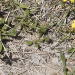 Goodenia paradoxa at Michelago, NSW - 17 Nov 2018