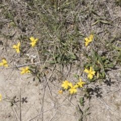 Goodenia paradoxa at Michelago, NSW - 17 Nov 2018