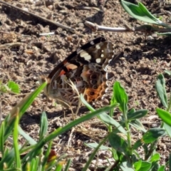 Vanessa kershawi (Australian Painted Lady) at Macarthur, ACT - 30 Nov 2018 by RodDeb