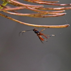 Ichneumonidae (family) at Acton, ACT - 30 Nov 2018