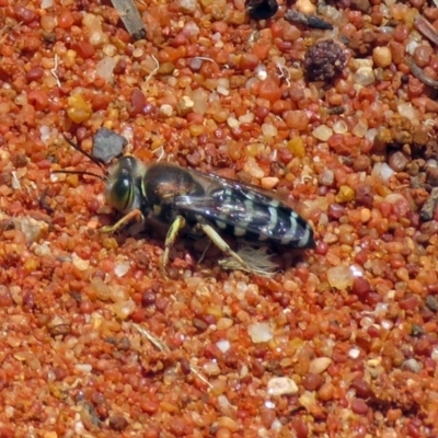 Bembix sp. (genus) (Unidentified Bembix sand wasp) at Hackett, ACT - 30 Nov 2018 by RodDeb