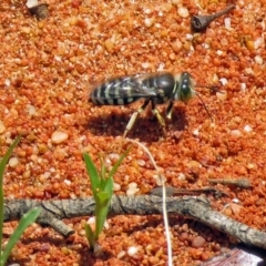 Bembix sp. (genus) at Hackett, ACT - 30 Nov 2018 01:12 PM