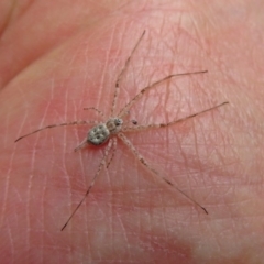 Tamopsis sp. (genus) (Two-tailed spider) at Acton, ACT - 30 Nov 2018 by RodDeb