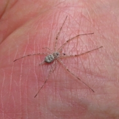 Tamopsis sp. (genus) at Acton, ACT - 30 Nov 2018 12:37 PM