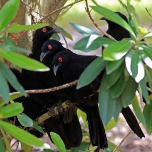 Corcorax melanorhamphos at Acton, ACT - 30 Nov 2018