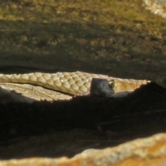 Pseudonaja textilis (Eastern Brown Snake) at Acton, ACT - 30 Nov 2018 by RodDeb