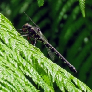 Austroaeschna multipunctata at Acton, ACT - 30 Nov 2018