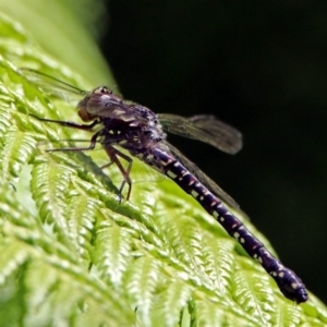 Austroaeschna multipunctata at Acton, ACT - 30 Nov 2018 12:15 PM