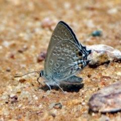 Jalmenus icilius (Amethyst Hairstreak) at Hackett, ACT - 30 Nov 2018 by RodDeb