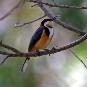 Acanthorhynchus tenuirostris at Acton, ACT - 30 Nov 2018