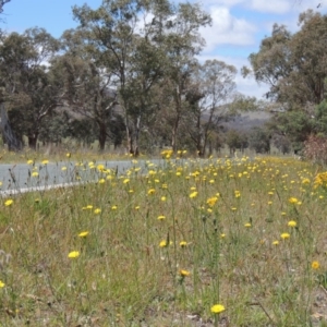 Hypochaeris radicata at Gordon, ACT - 29 Nov 2018 12:12 PM