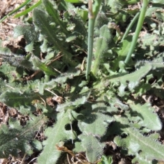 Hypochaeris radicata at Gordon, ACT - 29 Nov 2018