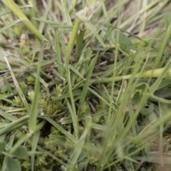 Polypogon monspeliensis at Michelago, NSW - 25 Nov 2018