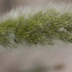 Polypogon monspeliensis at Michelago, NSW - 25 Nov 2018