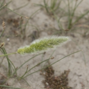 Polypogon monspeliensis at Michelago, NSW - 25 Nov 2018