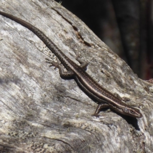 Pseudemoia spenceri at Booth, ACT - 30 Nov 2018 08:19 AM