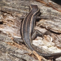 Pseudemoia spenceri at Booth, ACT - 30 Nov 2018 08:19 AM