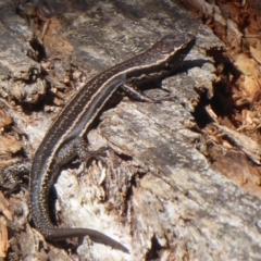 Pseudemoia spenceri at Booth, ACT - 30 Nov 2018 08:19 AM