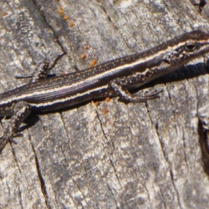 Pseudemoia spenceri at Booth, ACT - 30 Nov 2018 08:19 AM