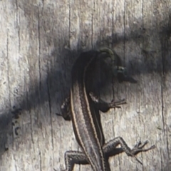 Pseudemoia spenceri at Booth, ACT - 30 Nov 2018 08:19 AM