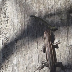 Chlenias (genus) at Booth, ACT - 30 Nov 2018