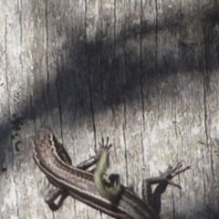 Chlenias (genus) at Booth, ACT - 30 Nov 2018