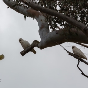 Cacatua sanguinea at Paddys River, ACT - 29 Nov 2018