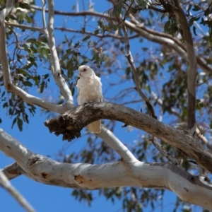 Cacatua sanguinea at Paddys River, ACT - 29 Nov 2018