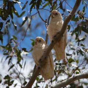 Cacatua sanguinea at Paddys River, ACT - 29 Nov 2018 12:07 PM