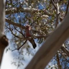 Eolophus roseicapilla (Galah) at Paddys River, ACT - 29 Nov 2018 by RichForshaw