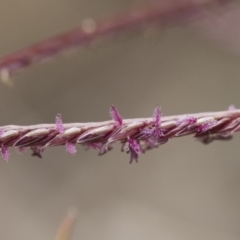 Cynodon dactylon (Couch Grass) at Michelago, NSW - 25 Nov 2018 by Illilanga