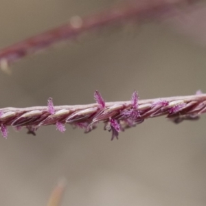 Cynodon dactylon at Michelago, NSW - 25 Nov 2018