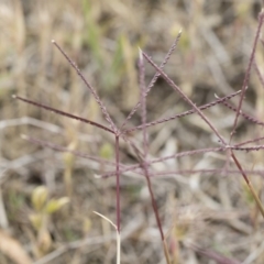 Cynodon dactylon at Michelago, NSW - 25 Nov 2018