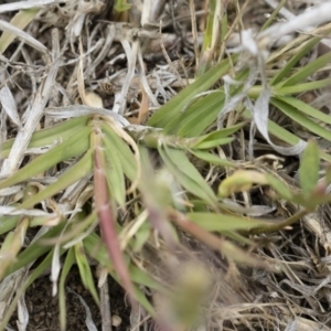 Cynodon dactylon at Michelago, NSW - 25 Nov 2018