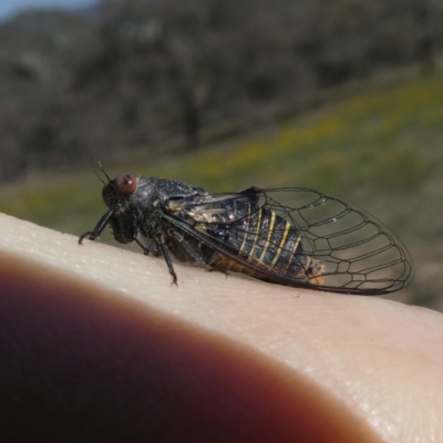 Popplepsalta notialis incitata (Inland Sprinkler Squeaker) at Googong, NSW - 29 Nov 2018 by Wandiyali