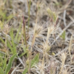 Hordeum leporinum (Barley Grass) at Michelago, NSW - 25 Nov 2018 by Illilanga