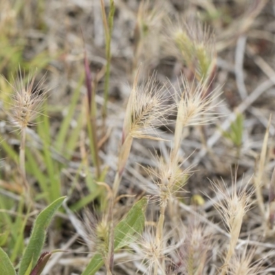 Hordeum leporinum (Barley Grass) at Michelago, NSW - 24 Nov 2018 by Illilanga