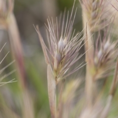 Hordeum leporinum at Michelago, NSW - 25 Nov 2018