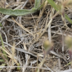 Hordeum leporinum at Michelago, NSW - 25 Nov 2018