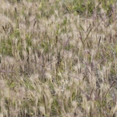 Hordeum leporinum at Michelago, NSW - 25 Nov 2018