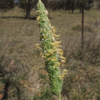 Phalaris aquatica (Phalaris, Australian Canary Grass) at Gordon, ACT - 29 Nov 2018 by MichaelBedingfield