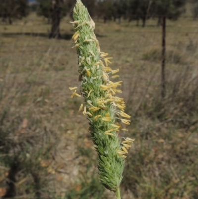 Phalaris aquatica (Phalaris, Australian Canary Grass) at Gordon, ACT - 29 Nov 2018 by michaelb