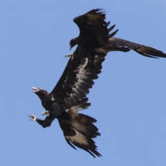 Aquila audax at Michelago, NSW - 26 Nov 2018 11:07 AM