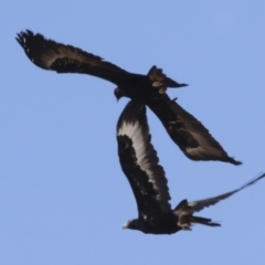 Aquila audax at Michelago, NSW - 26 Nov 2018