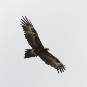 Aquila audax at Michelago, NSW - 26 Nov 2018 11:07 AM