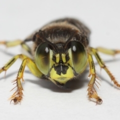 Bembix sp. (genus) (Unidentified Bembix sand wasp) at Hackett, ACT - 27 Nov 2018 by TimL