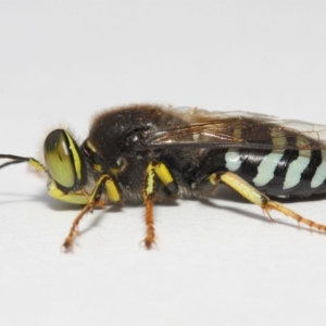 Bembix sp. (genus) at Hackett, ACT - 27 Nov 2018 03:25 PM